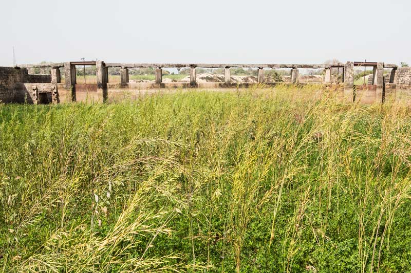 Mustard crop growing in the bed of Patesar Ahar near the sluice gates - in Kaimur district, Bihar